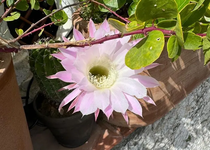 Mamme Carine Casa vacanze